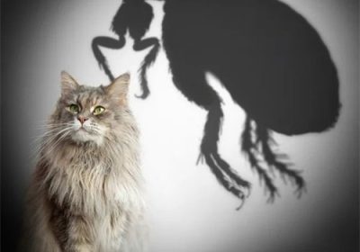 我家猫咪无寄生虫，驱虫仍是必要吗？缩略图