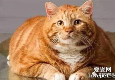 猫咪呕吐的原因与应对措施缩略图