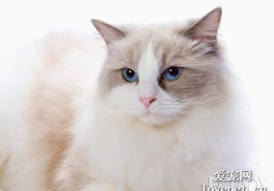 怎样有效清除猫体上的跳蚤？缩略图