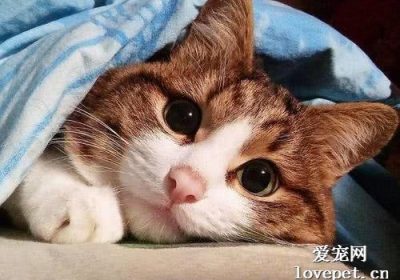 猫咪如何应对青光眼治疗？缩略图