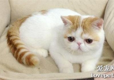 猫咪肛门囊肿的治疗方法有哪些？缩略图