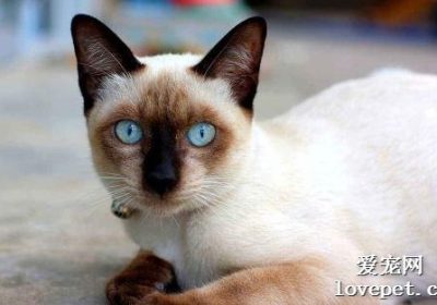 暹罗猫纯种猫售价多少？缩略图