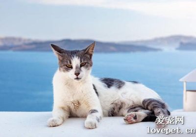 爱琴海猫品种详解大全缩略图