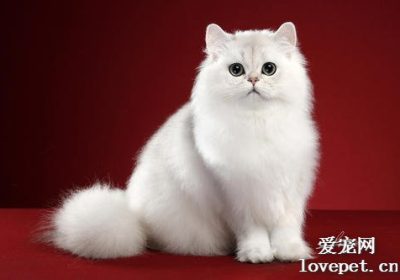 英国长毛猫品种详解大全缩略图
