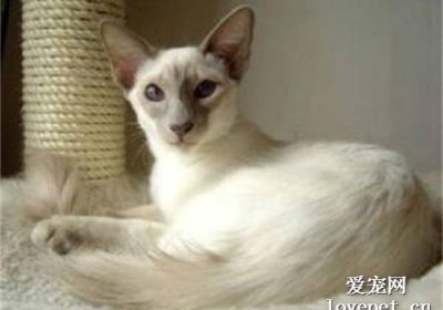 爪哇猫品种深度解析缩略图