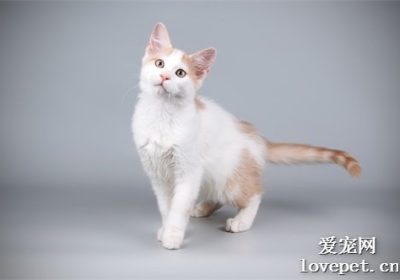 阿芙罗狄蒂猫品种全览缩略图