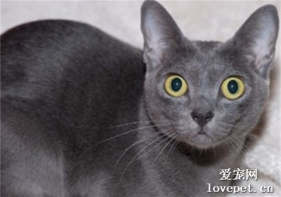 克拉特猫品种的全球知名解析缩略图