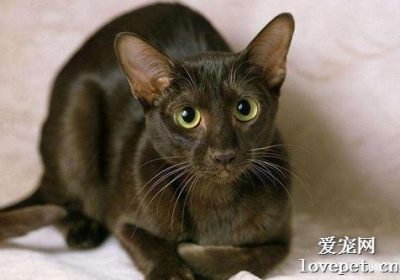 哈瓦那棕猫品种详解缩略图