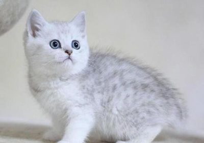 如何进行猫咪耳朵的清洁工作？缩略图