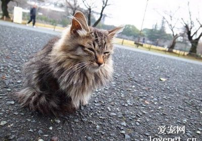 非洲狮子猫品种完全指南缩略图