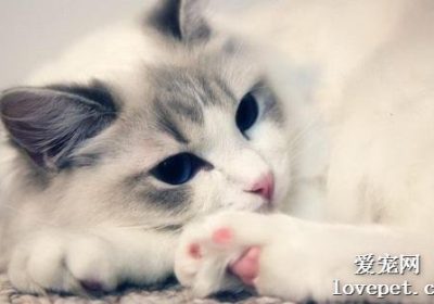 布偶猫——世界知名猫种介绍缩略图