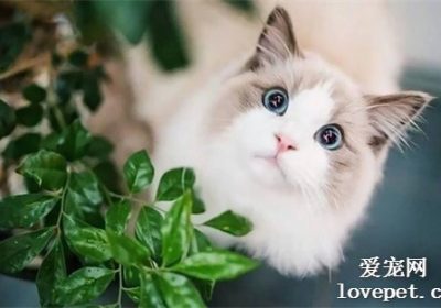 2020年十大最萌喵星品种排行，布偶猫稳居榜首无异议缩略图