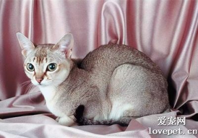 小巧猫咪品种排行榜：暹罗猫屈居第七位缩略图