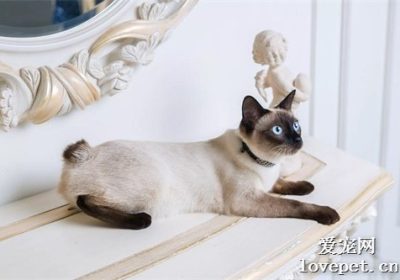 美国和日本等地的6种稀有短尾猫品种介绍缩略图