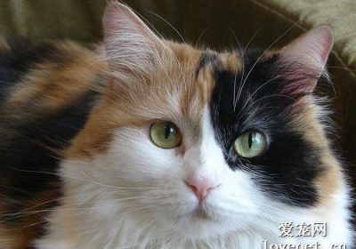 三色猫品种详解大全缩略图