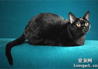孟买猫品种详解缩略图