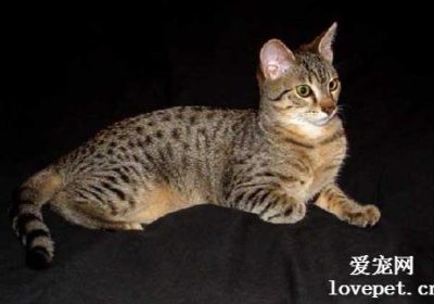 埃及猫品种的详细介绍缩略图