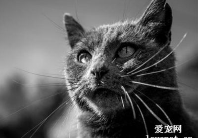 夏特尔猫品种详解缩略图