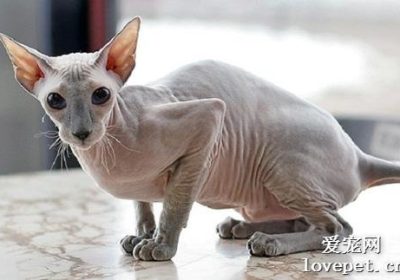 彼得秃猫品种详解大全缩略图