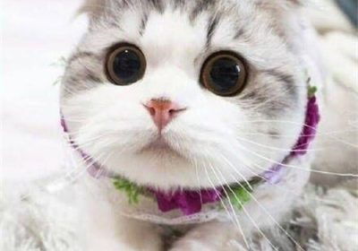 如何促进6至12周龄小猫的健康成长？缩略图