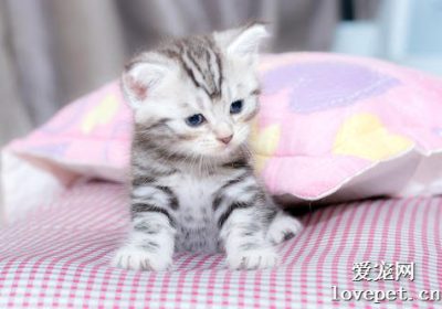 北美洲短尾猫品种完全指南缩略图