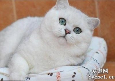 如何赢得猫咪的青睐？缩略图