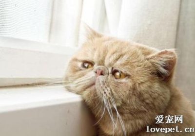 绝育手术后的猫是否会怨恨主人？缩略图
