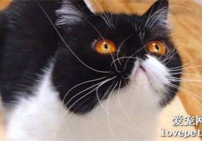 猫咪的胡须有何功能？缩略图