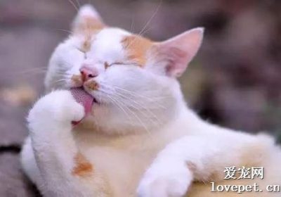 猫为什么如此热衷于舔舐它们的毛发？缩略图