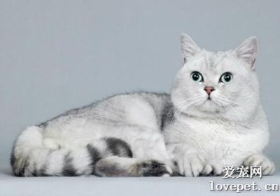 如何应对家中猫咪不愿修剪指甲的情况？缩略图