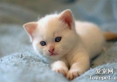 如何处理小猫眼角泪痕和眼屎问题缩略图