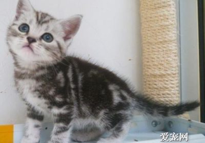 猫咪的孤独行为可能有哪些原因？缩略图
