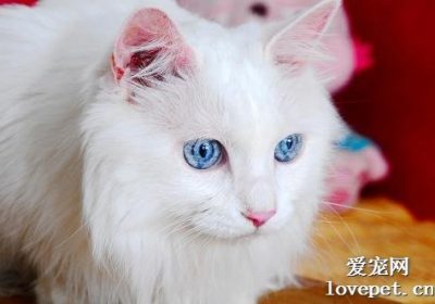 波斯猫的起源国是什么？如何饲养波斯猫？缩略图