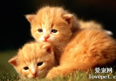 如何处理猫咪的猫藓问题？缩略图