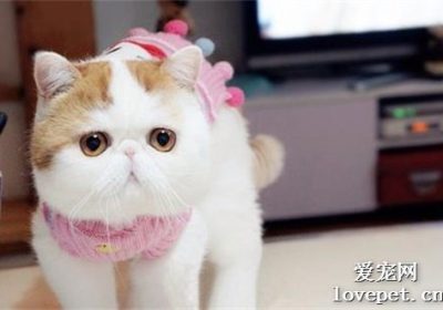 如何选择一只出色的异国短毛猫？缩略图