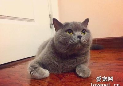 如何判断英短蓝猫的纯正程度？缩略图