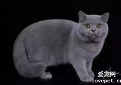 英短蓝猫的打理与清洁缩略图