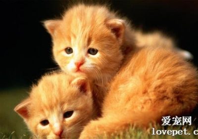 应对小猫怕人，我有何对策？缩略图