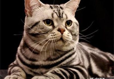 美国短毛猫的饲养难度与推荐猫粮选择缩略图