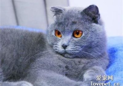 猫咪随地尿尿的原因及其矫正方法是什么？缩略图