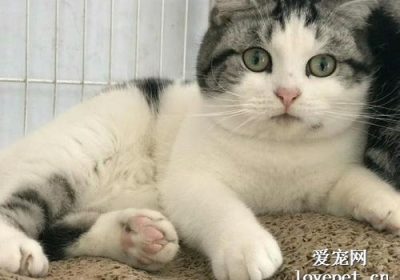 如何应对猫的发情问题？缩略图