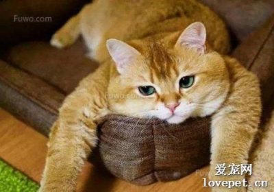 橘猫脱毛问题是否严重？缩略图