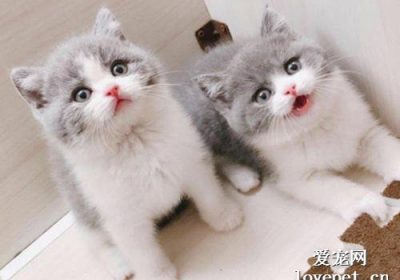 猫咪的平均寿命通常是多少？缩略图