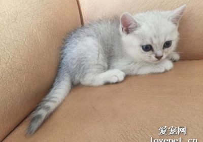 用酒精给猫消毒可行吗？缩略图