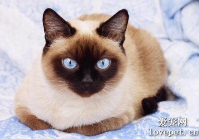 猫咪能够改变毛色吗？缩略图
