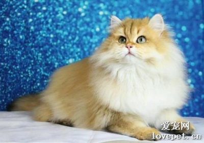 何故金吉拉性情暴躁？缩略图