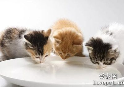 纯牛奶适合给猫咪饮用吗?缩略图