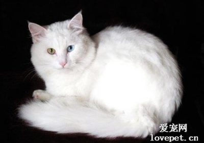 南瓜适合猫食用吗？缩略图