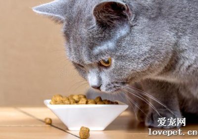 猫粮中正确泡羊奶粉的步骤缩略图