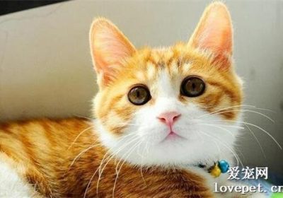 猪肝适合作为猫的食物吗？缩略图